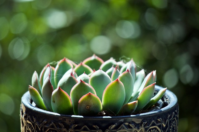 succulent plants