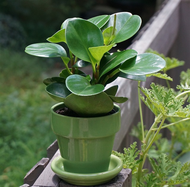 indoor plants