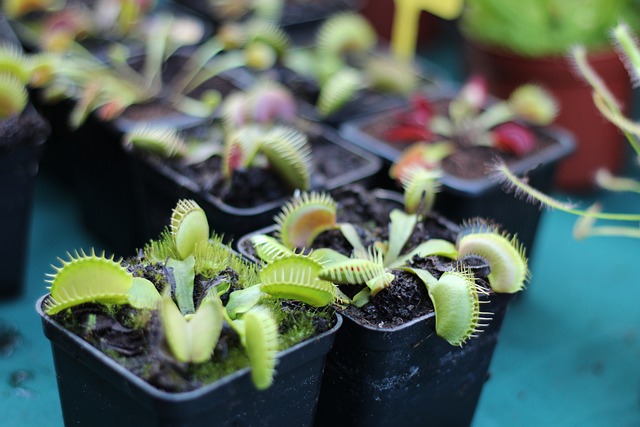 indoor plants