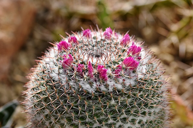 cactus